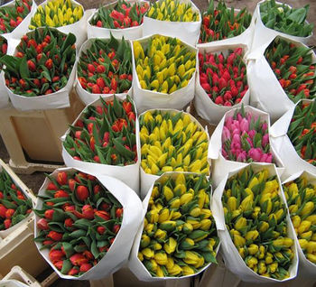 По цветам / Тюльпаны / Тюльпаны огромный выбор расцветок.
