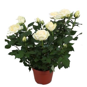 Букеты из живых цветов / Недорогие букеты / Розы белые в горшках