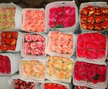 По цветам / Розы / Голландские / Розы всех цветов голландские