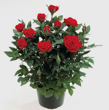 Букеты из живых цветов / Недорогие букеты /  Розы красные в горшках