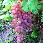  Винорад плодовый "Кишмиш розовый" 