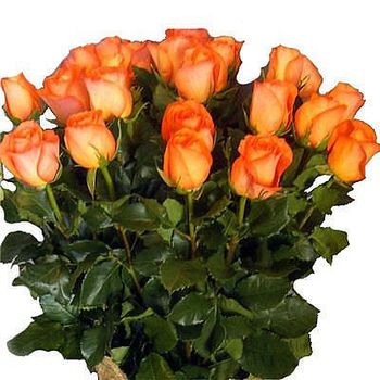 По цветам / Розы / Голландские / Розы голландские оранжевые