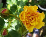  Роза плетистая (желтая) 