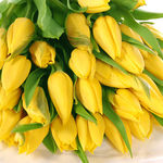  Желтые тюльпаны 