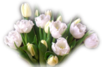 Тюльпаны бахромчатые