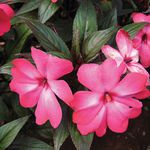 Бальзамин новогвинейский розовый двухцветный 
