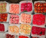 Розы всех цветов голландские 
