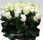 Розы белые голландские 