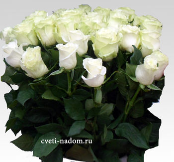 По цветам / Розы / Голландские / Розы белые голландские