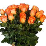 Розы голландские оранжевые 