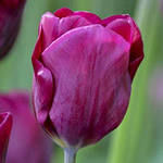 Тюльпаны purple lady